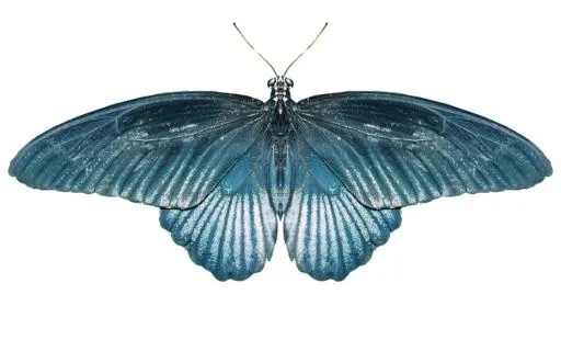 蝴蝶 PNG免抠(932x566)