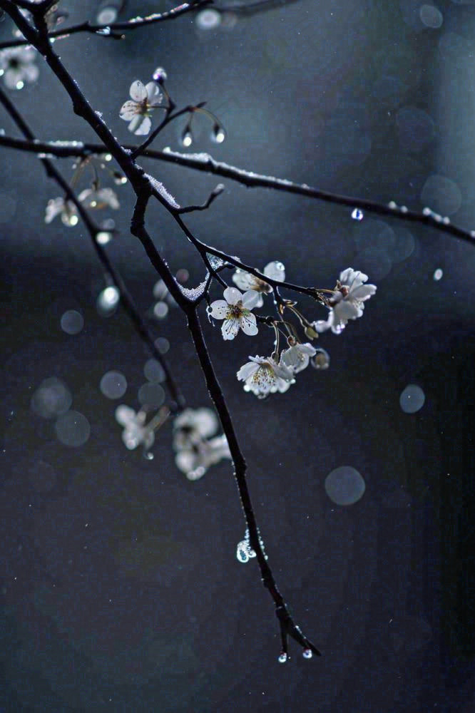 冬天雪花枝叶植物简约意境，冬季小雪大雪冬至摄影图(896x1344)