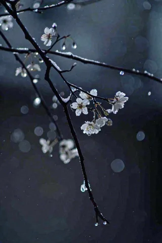 冬天雪花枝叶植物简约意境，冬季小雪大雪冬至摄影图