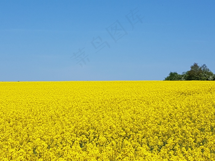 黄色油菜花田图片