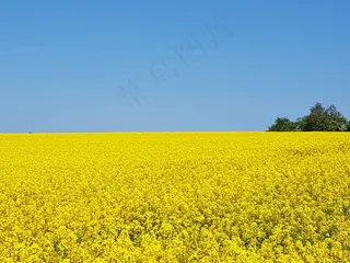 黄色油菜花田图片