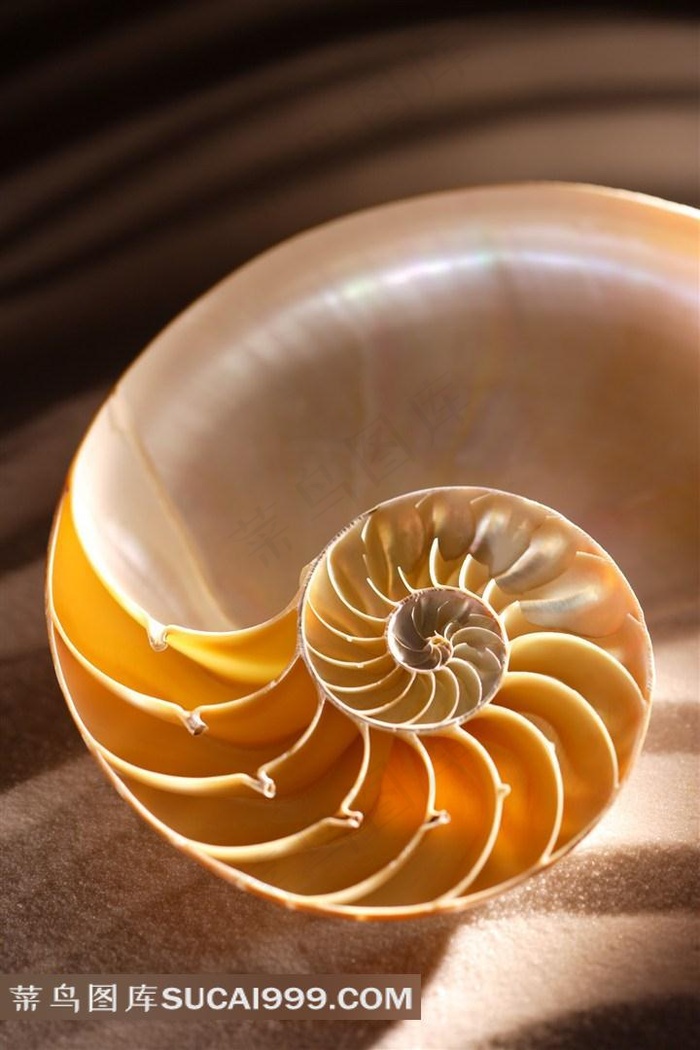 大海的海螺和贝壳摄影美图