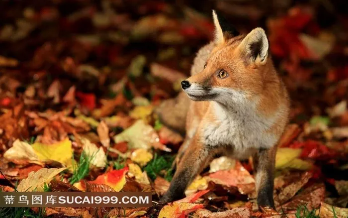 警惕的小狐狸图片