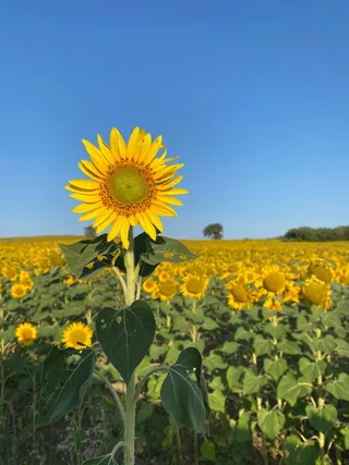 黄色向日葵摄影素材