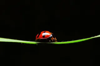 草丛上的七星瓢虫高清素材图片
