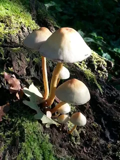 秋季小蘑菇图片 秋季小蘑菇图片
