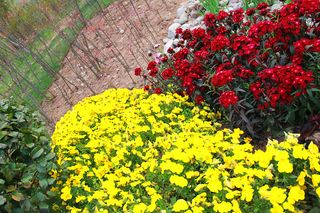 红花黄花绿叶小树林