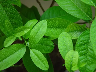 高清绿叶背景图片下载