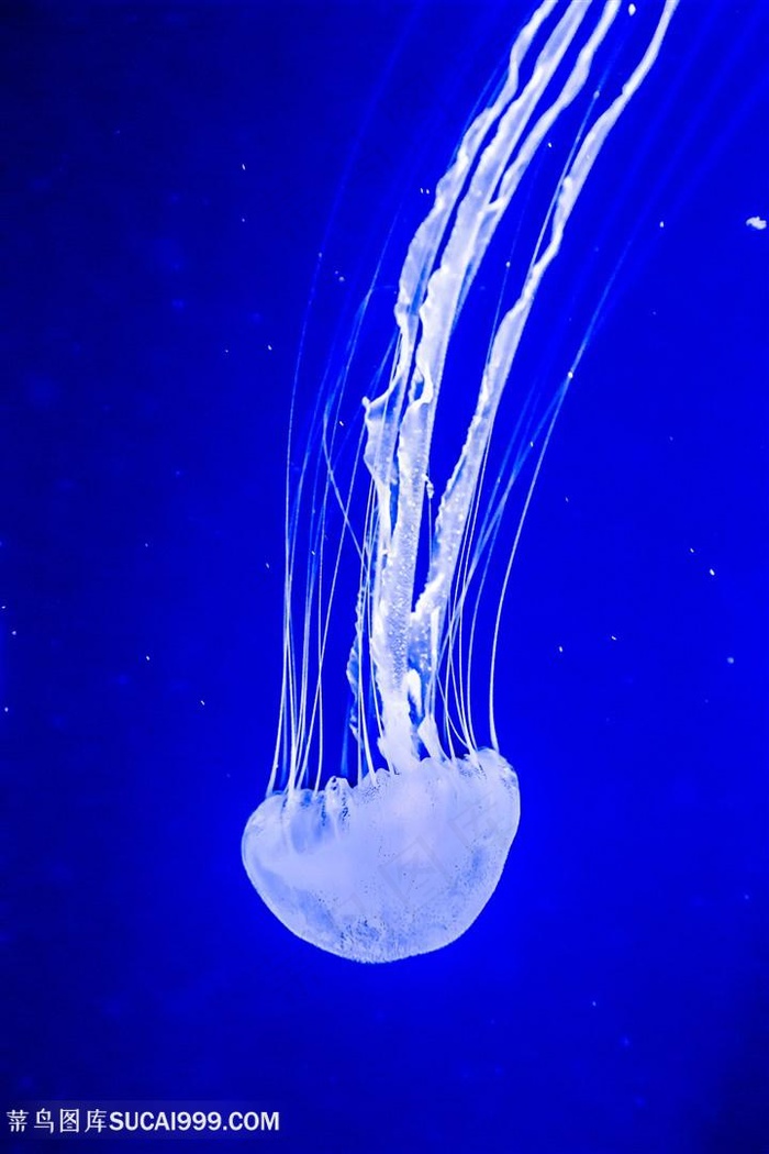蓝色背景下长脚白色水母高清摄景