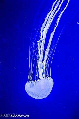 蓝色背景下长脚白色水母高清摄景