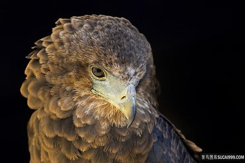 黑暗中的老鹰鸟图片