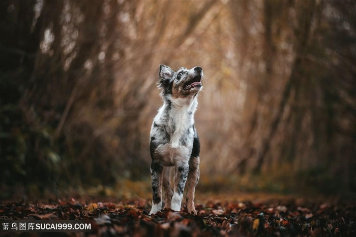 高清黑暗树林里牧牛犬狗狗图片