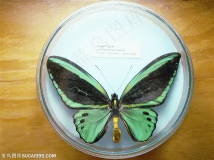 动物世界-器皿中的蓝色蝴蝶