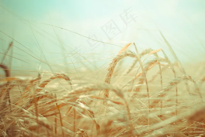 唯美麦穗图片