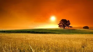 红太阳下的金黄稻田