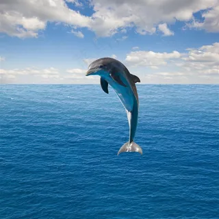 纵跃海上的海豚 纵跃海上的海豚