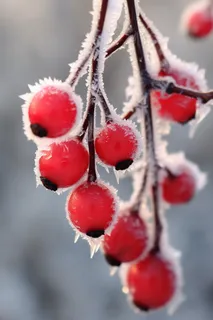 冬季冰雪覆盖红色果实上雾凇摄影图