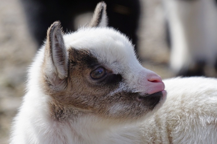 羊白羊牧场动物素材动物实拍