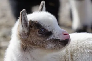 羊白羊牧场动物素材动物实拍