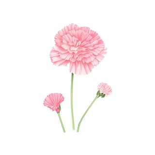 母亲节康乃馨花信封免抠