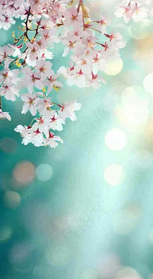 春天枝条上开满花朵，春分摄影图