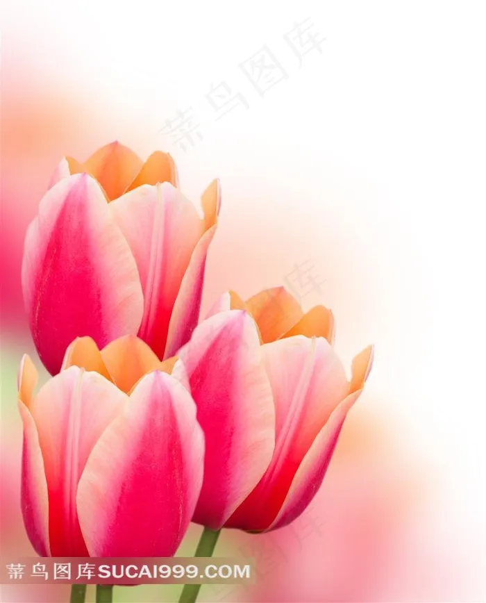 唯美粉色郁金香鲜花图片