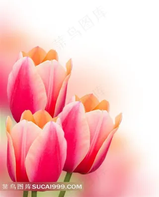 唯美粉色郁金香鲜花图片