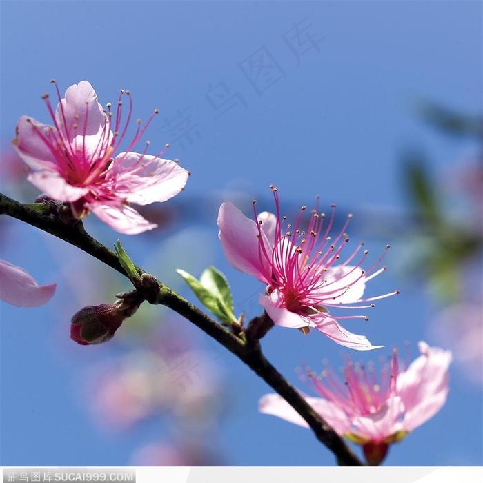 粉色桃花