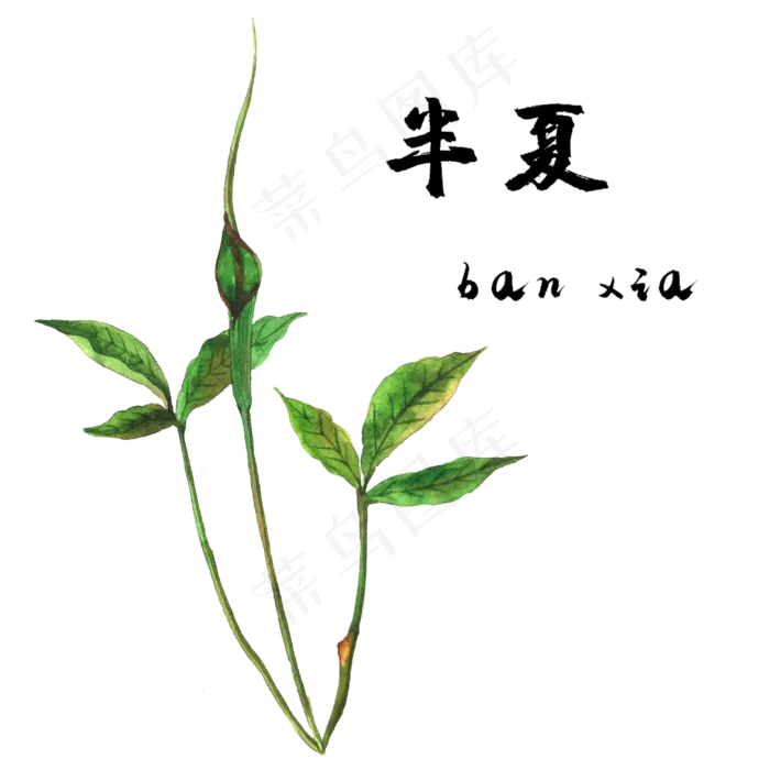 手绘草本中药药材半夏