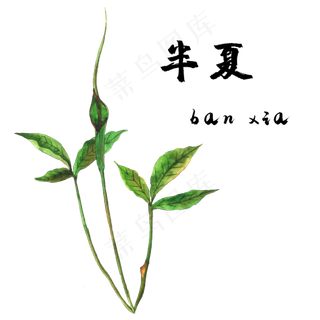手绘草本中药药材半夏