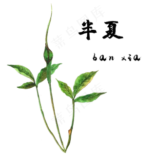 手绘草本中药药材半夏 手绘草本中药药材半夏