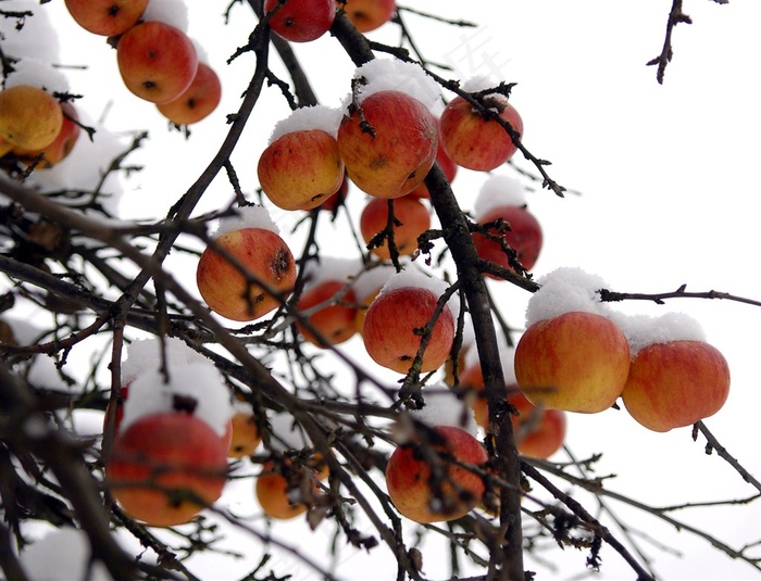 挂满雪的苹果