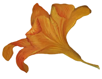 复古油画质感宫廷花卉植物花朵鲜花拼贴图案PNG免抠图片设计素材