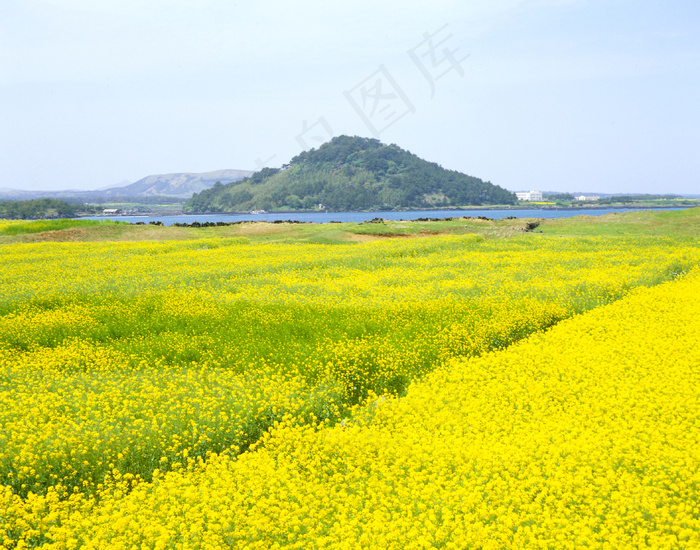 济州油菜花图片