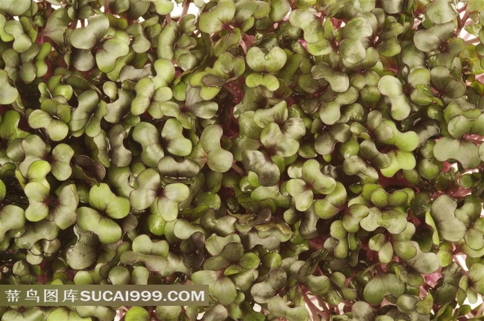 新鲜蔬果高清摄影图片