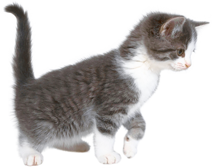 奔跑猫咪动物