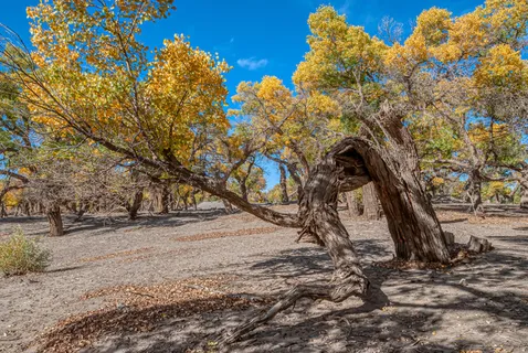 额济纳旗胡杨