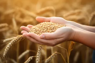 秋天丰收季手捧着粮食摄影图