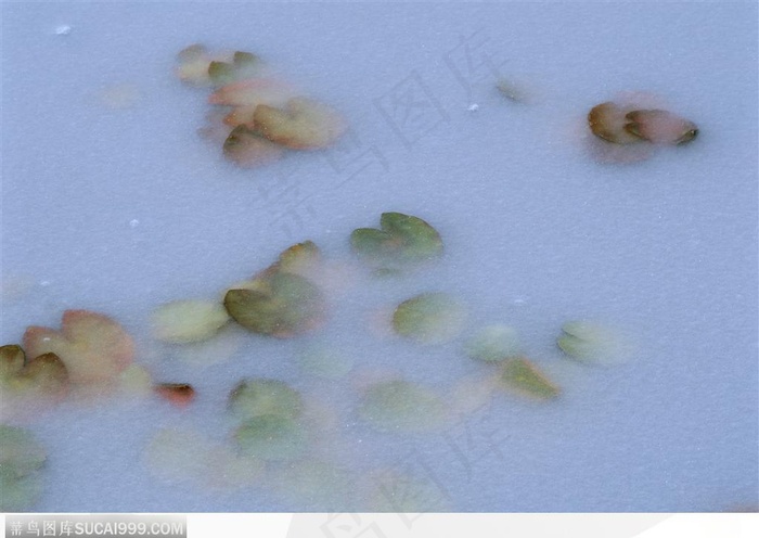 四季花木-水面上的荷叶