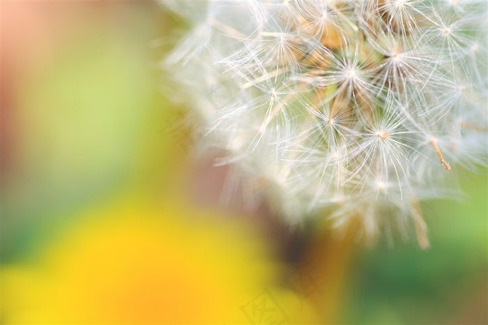 蒲公英高清图片