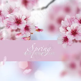 春天花卉背景图片