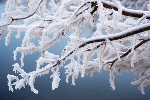 树枝上挂满白霜雾凇清冷感摄影图