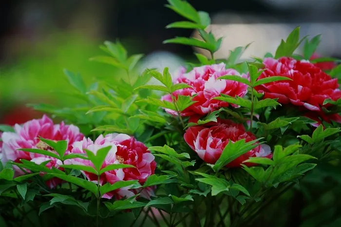 富丽堂皇的牡丹花高清图