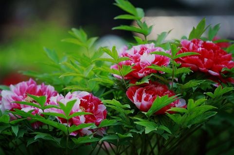 富丽堂皇的牡丹花高清图