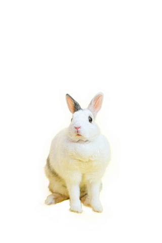 兔子动物免扣PNG