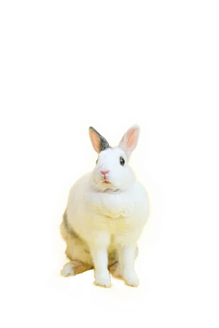 兔子动物免扣PNG