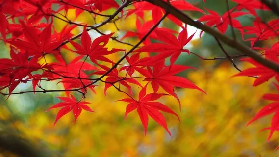 唯美的香山红叶高清图片 唯美的香山红叶高清图片