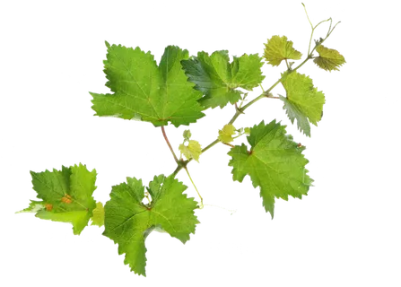 现代农业葡萄藤