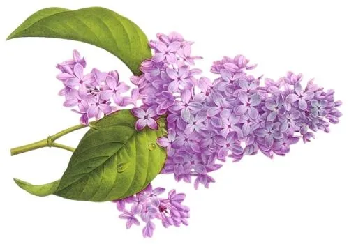 紫丁香 PNG免抠(500x350)
