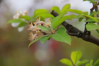 春天绿叶花蕊微距